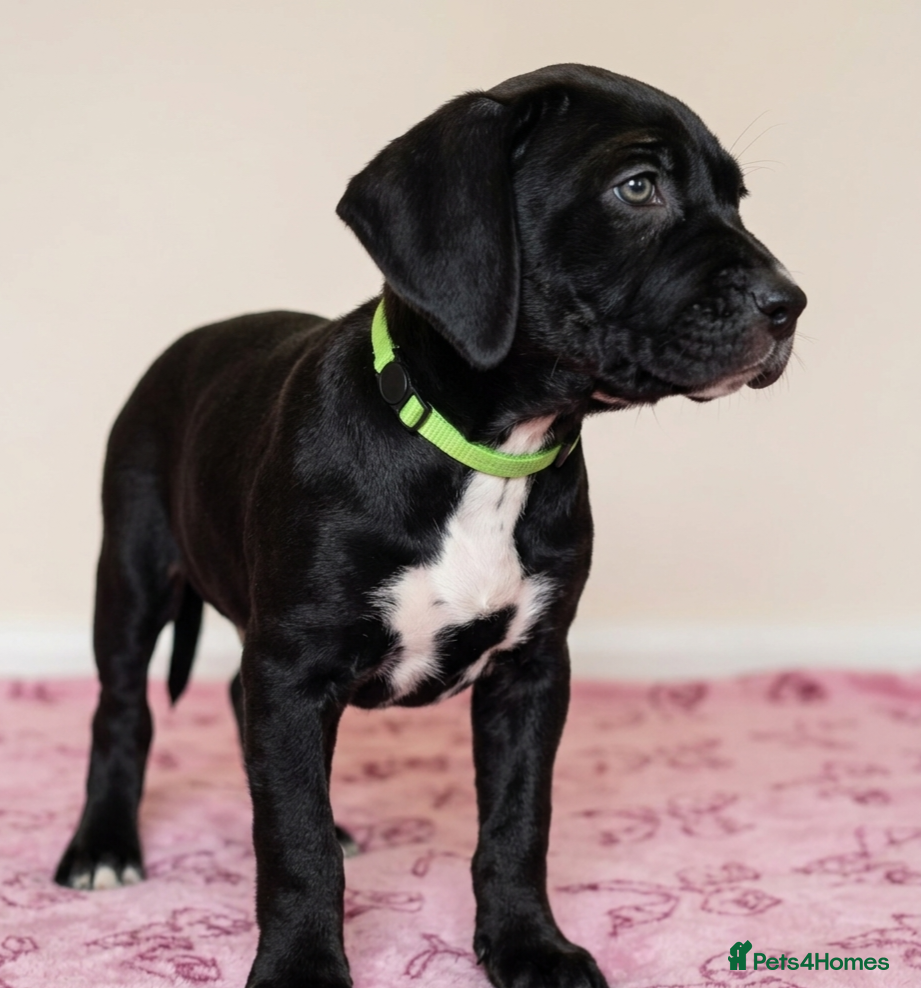 Mixed Breed dogs Labrador x American bulldog hybrid  - Advert 19