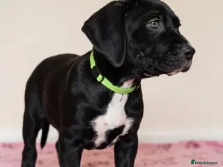 Mixed Breed dogs Labrador x American bulldog hybrid - Advert 19