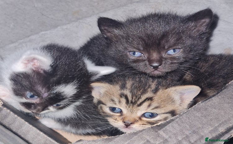 Brazilian Shorthair cats - Advert 1