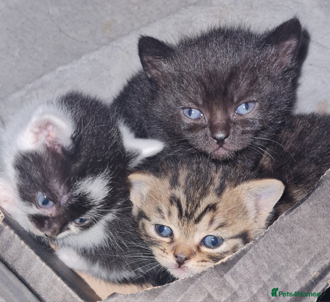 Brazilian Shorthair cats for sale: British shorthair Cross kittens - Image 1