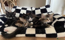 Maine Coon cats for sale: Mainecoons  - Image 17