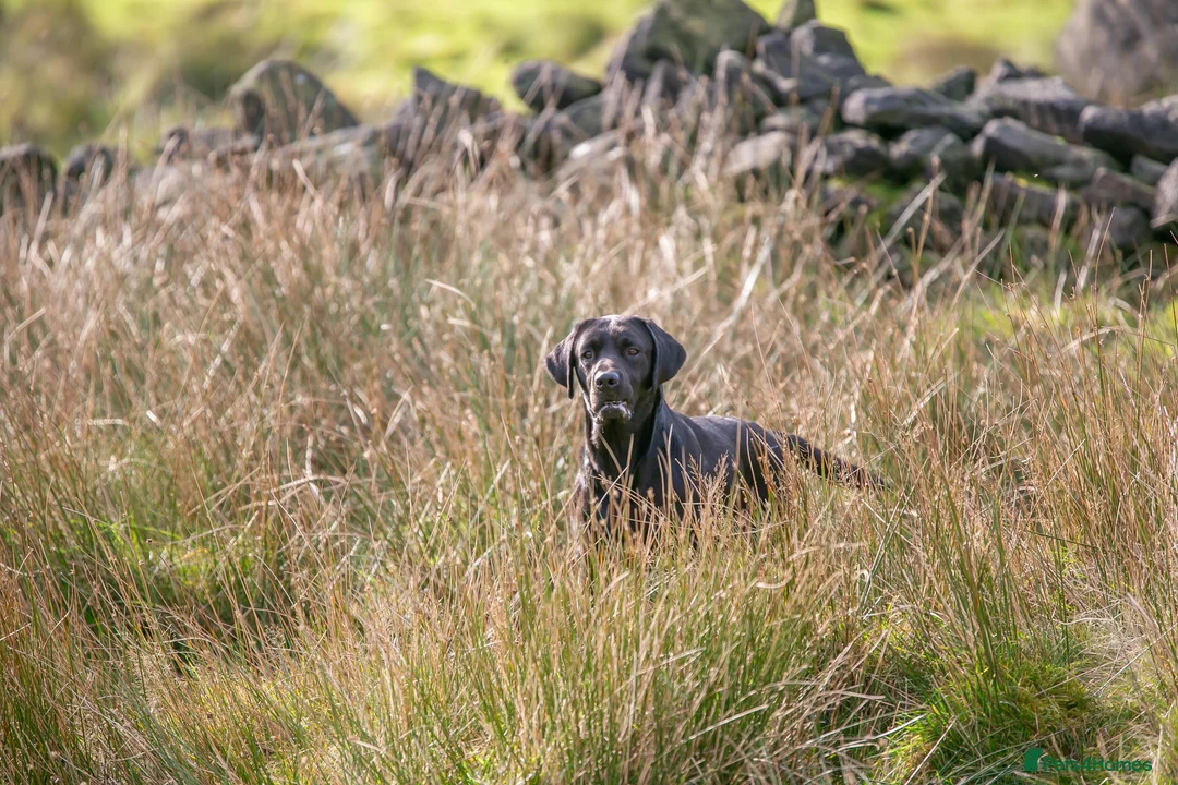 Labrador Retriever dogs for stud: Working KC Labrador for stud in Holmfirth - Advert 7