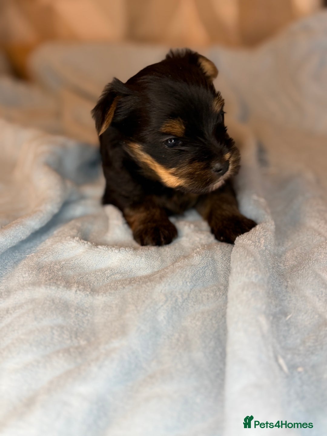 Yorkshire Terrier dogs for sale: For sale Tiny Yorkshire Terrier - Advert 8