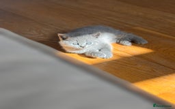 British Shorthair cats for sale: 🌟 Adorable British Shorthair Kittens – Ready! 🌟 - Image 17