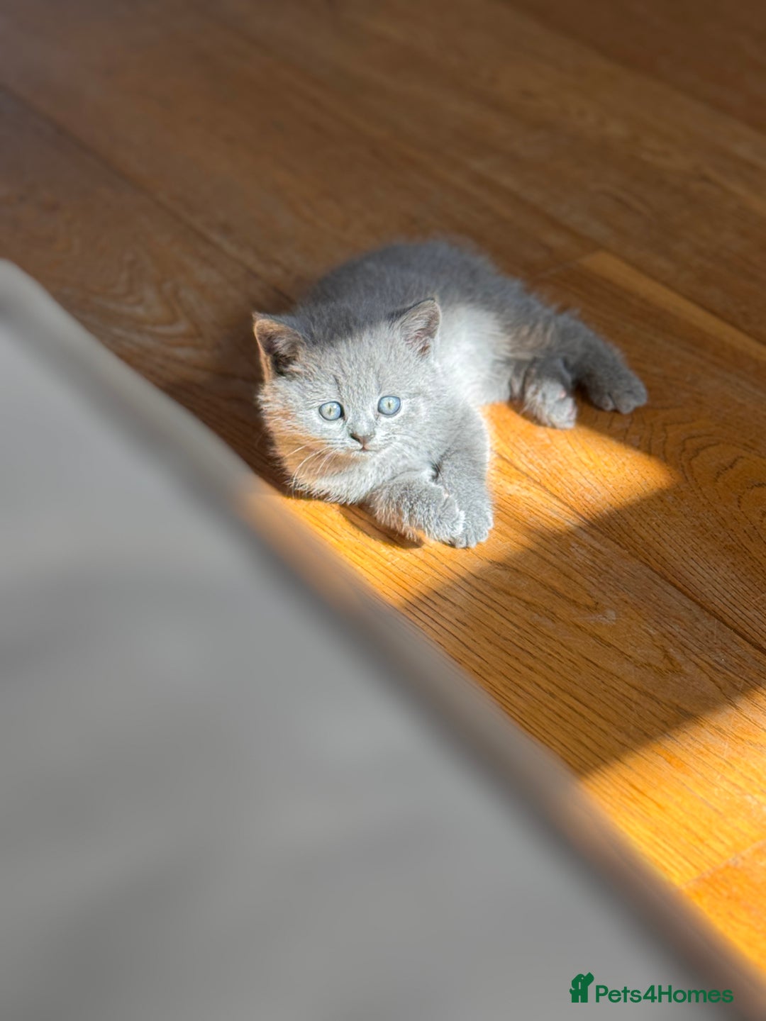 British Shorthair cats for sale: 🌟 Adorable British Shorthair Kittens – Ready! 🌟 - Image 17