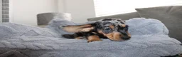Dachshund dogs for sale: LAST 2 DACHSHUNDS LOOKING FOR THEIR FOREVER HOMES - Advert 9