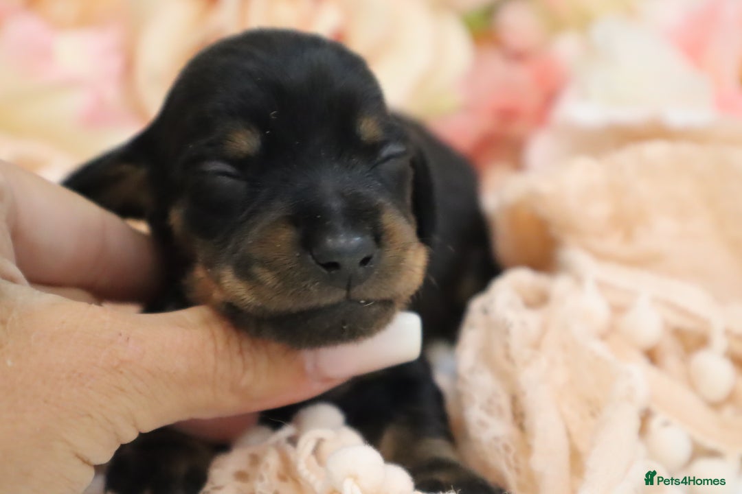 Miniature Dachshund dogs for sale: KC Miniature Dachshund Puppies - Image 10