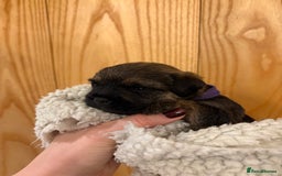 Border Terrier dogs for sale: Gorgeous Border Terrier Puppies looking for homes - Image 12
