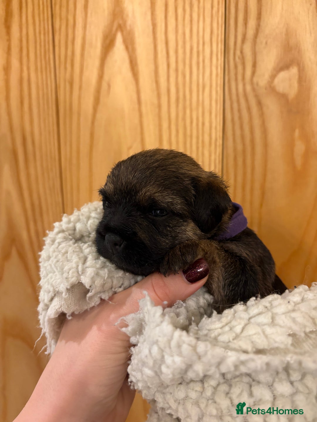 Border Terrier dogs for sale: Gorgeous Border Terrier Puppies looking for homes - Image 12