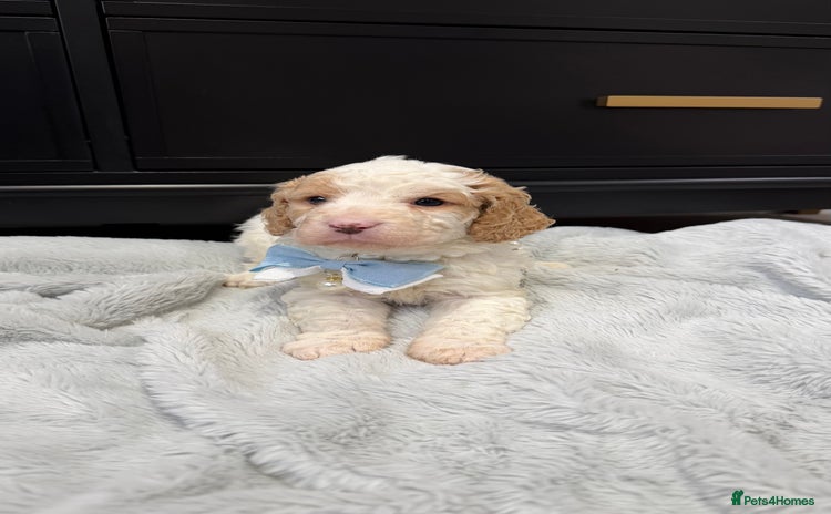 Cavapoo dogs Stunning quality Cavapoos ready December  - Advert 9