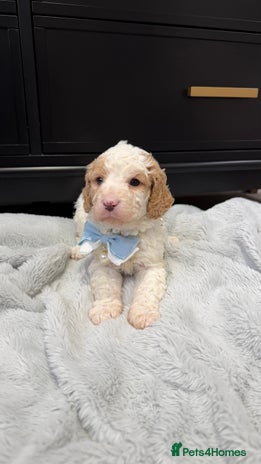 Cavapoo dogs Stunning quality Cavapoos ready December - Advert 9