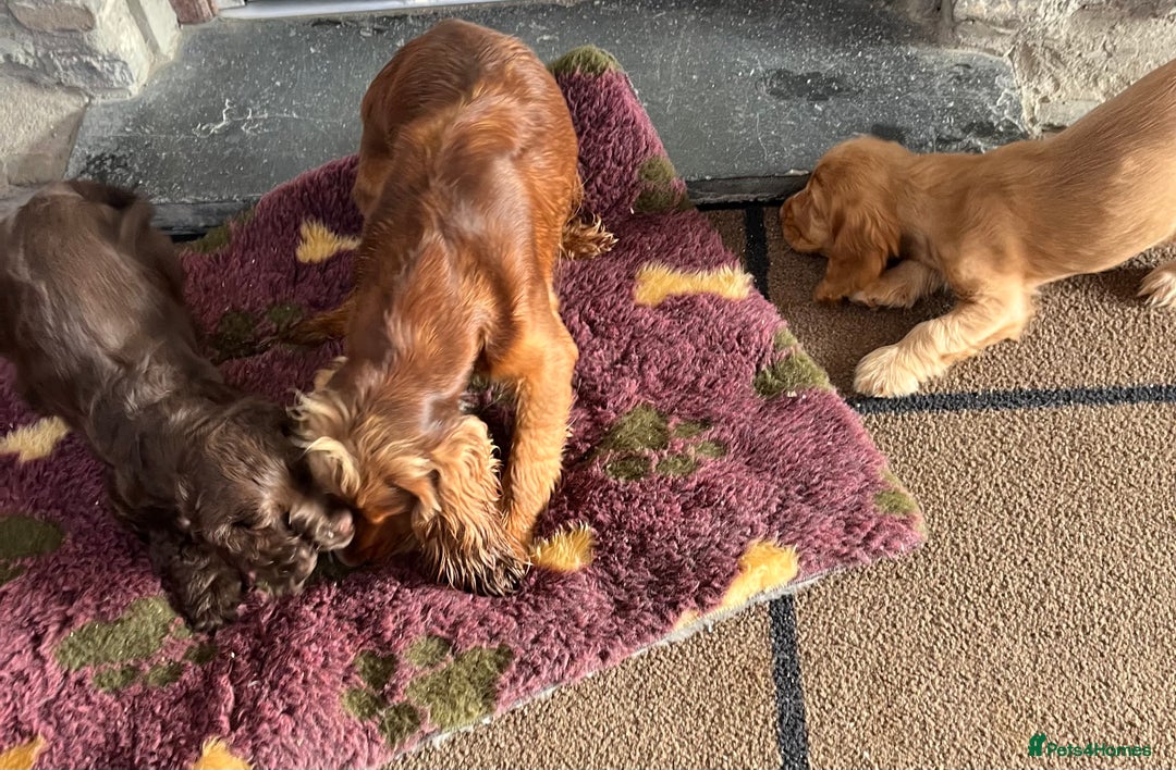 Cocker Spaniel dogs for sale: Health tested KC reg low co eff show type cockers - Advert 9