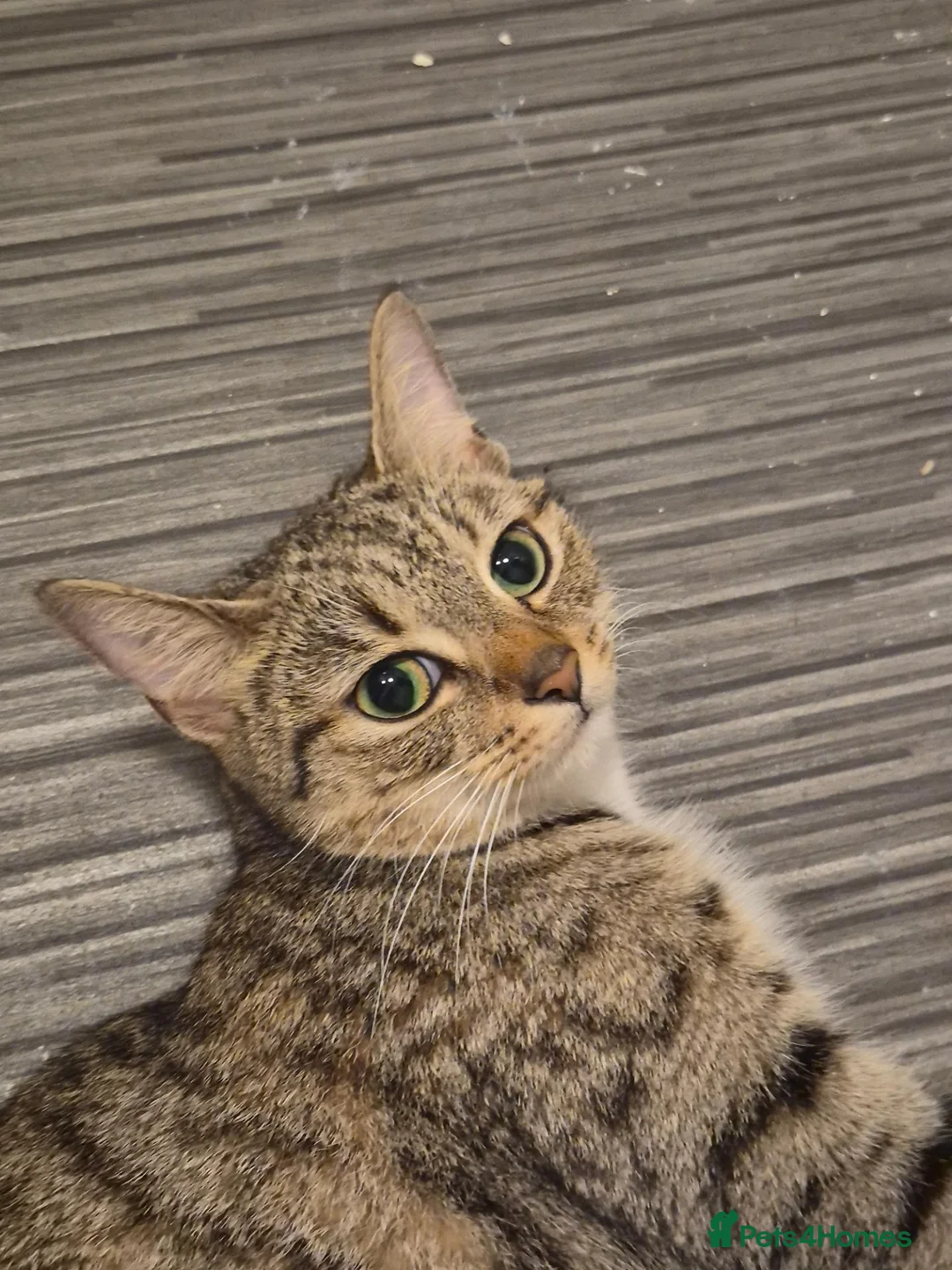 Bengal cats for sale: Bengal mix female  - Advert 1