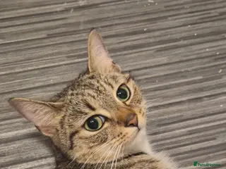 Bengal cats Reserved no longer available Bengal mix female - Advert 1