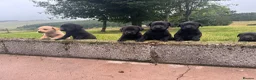 Labrador Retriever dogs for sale: Beautiful Kennel Club Registered Labradors Puppies in Brechin - Advert 16