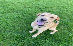 Labrador Retriever dogs for stud: Proven Health tested Lab Stud  in Chesterfield - Image 5