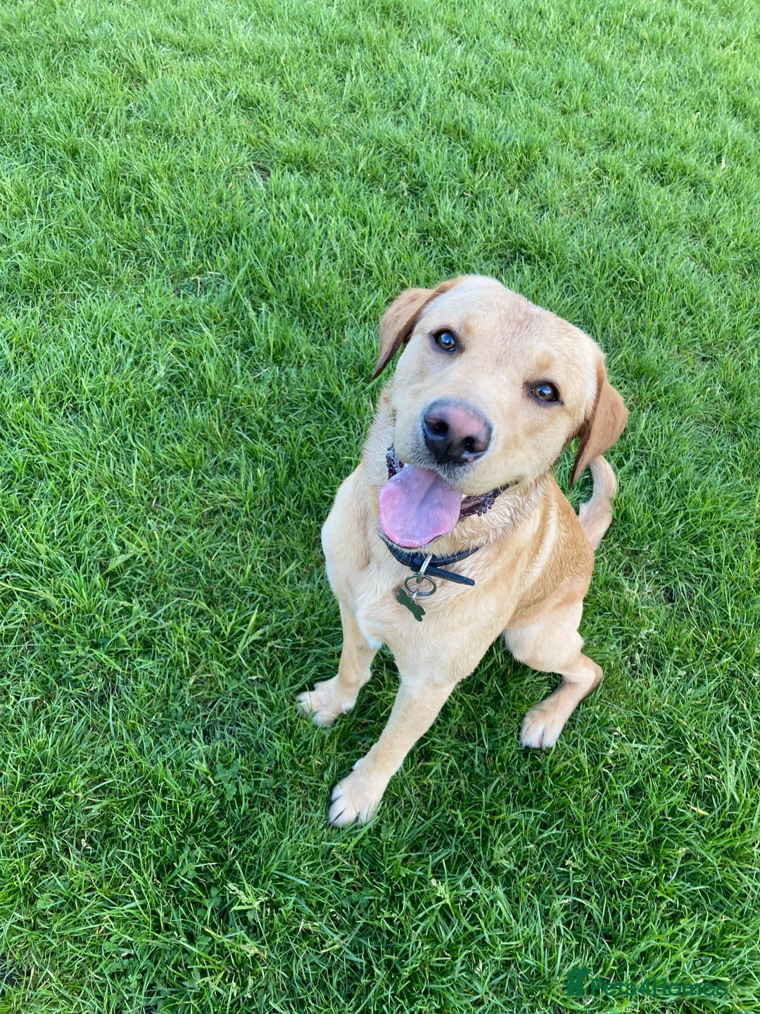 Labrador Retriever dogs for stud: Proven Health tested Lab Stud  in Chesterfield - Advert 7