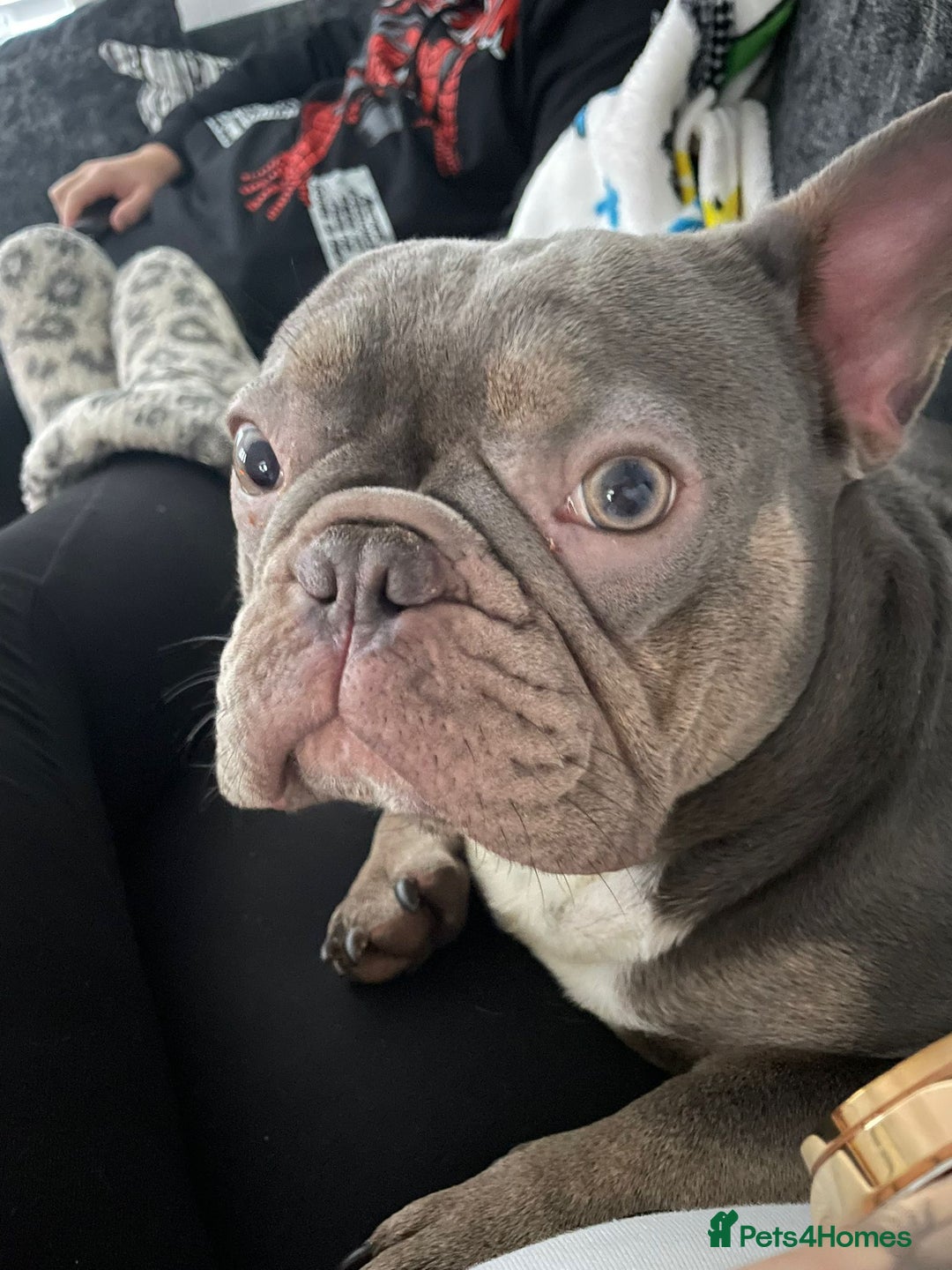 French Bulldog dogs for sale: Beautiful lilac boy - Advert 2