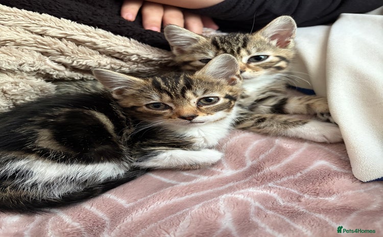 Mixed Breed cats - Advert 7