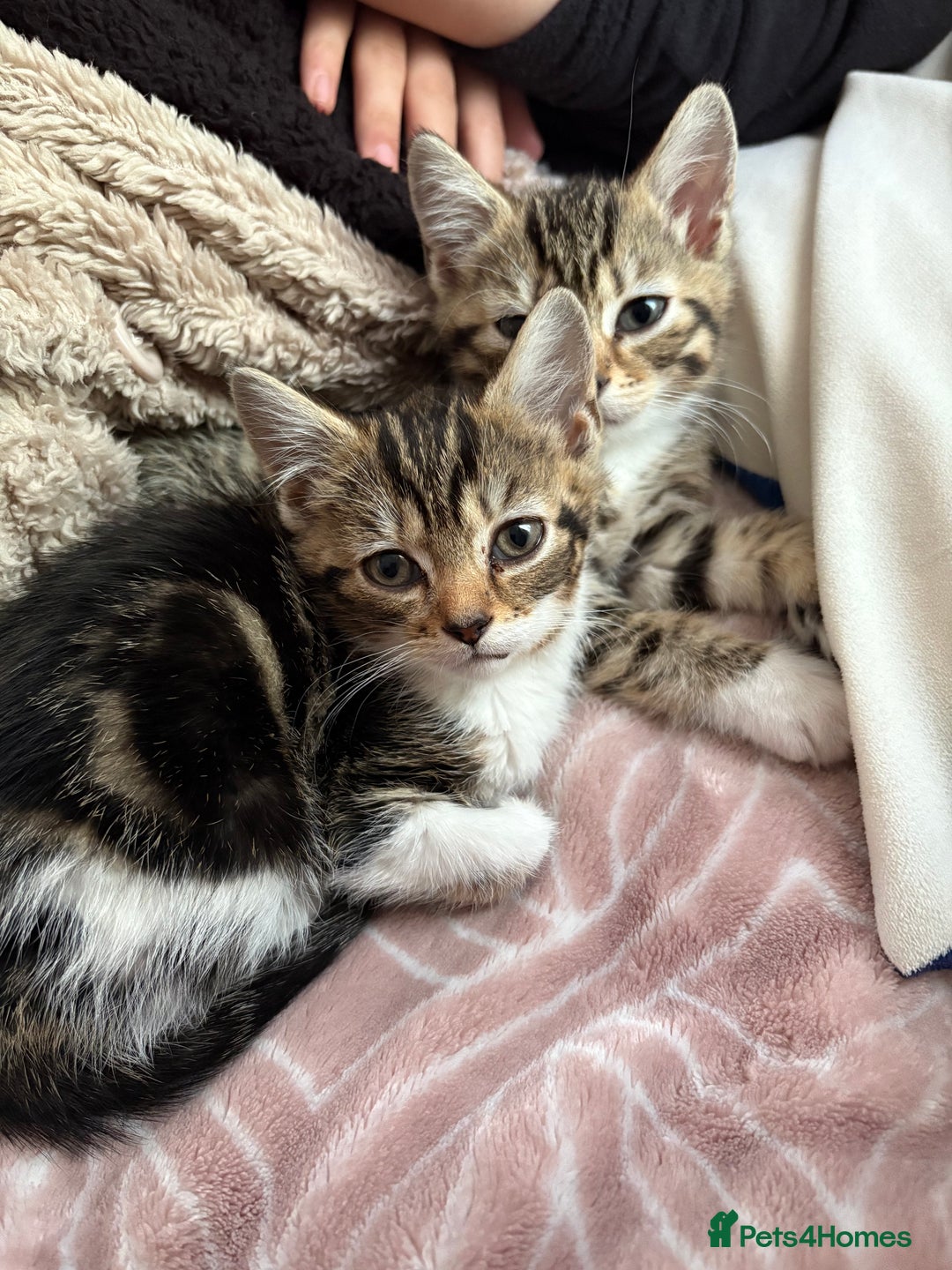 Mixed Breed cats for sale: 2 female kittens 8 weeks old super cute :) - Image 1