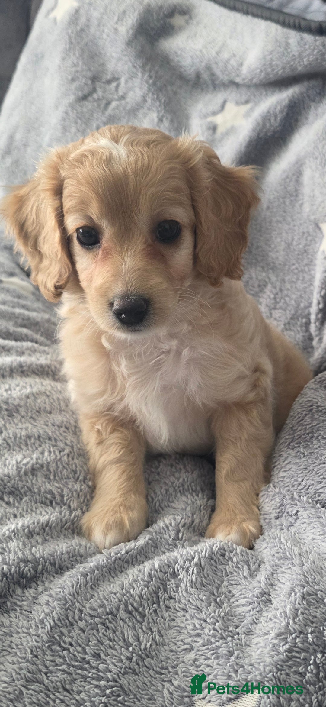 Cockapoo dogs for sale: BEAUTIFUL F1B COCKAPOO BABBIES  - Image 5