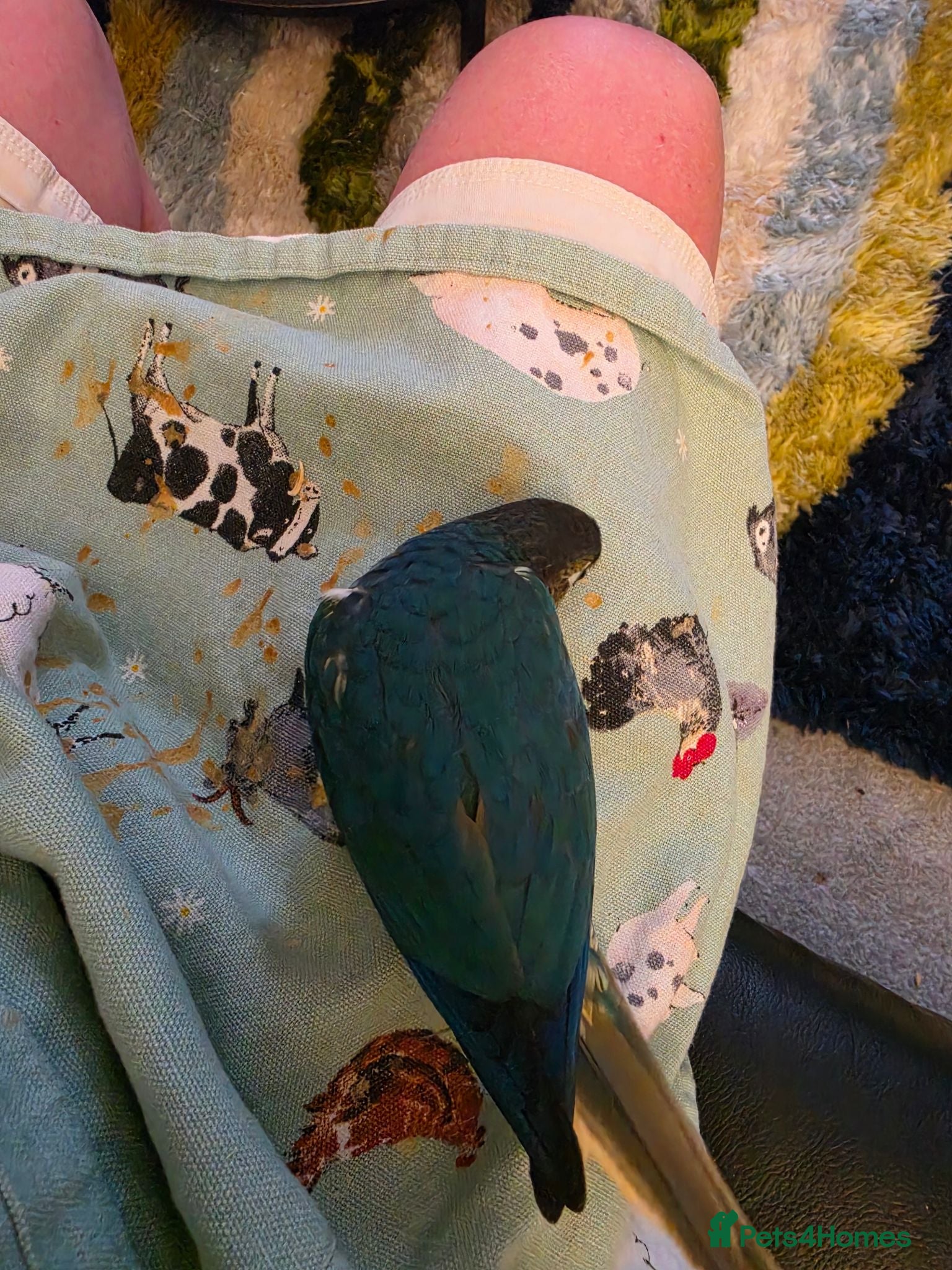 Conures birds Handreared Conures! - Advert 2