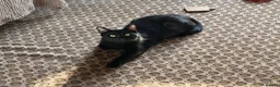 Bengal cats for sale: Fendi & Bagheera–Beautiful, Loving Bengal Pair - Advert 5