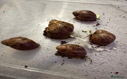 Snails invertebrates for sale: Ovum snails  - Advert 1