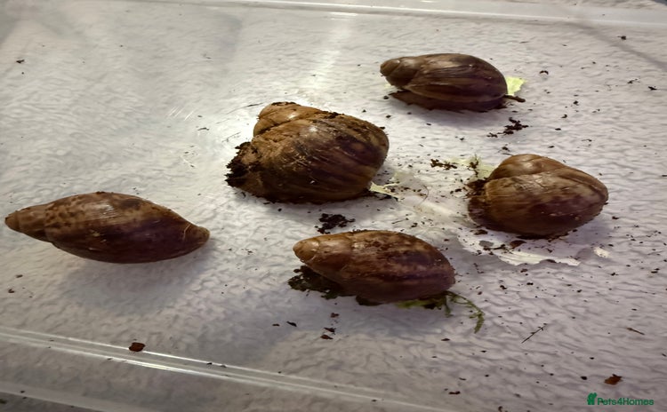 Snails invertebrates Ovum snails  - Advert 2