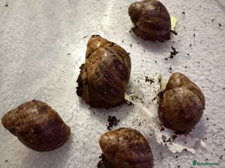 Snails invertebrates Ovum snails - Advert 1