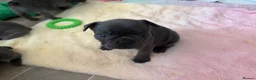 French Bulldog dogs for sale: Beautiful French bulldog puppies  - Advert 5