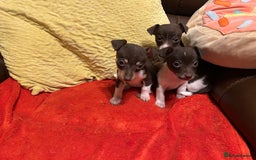 Jack Russell dogs for sale: Jack Russell puppies short legged  - Image 4