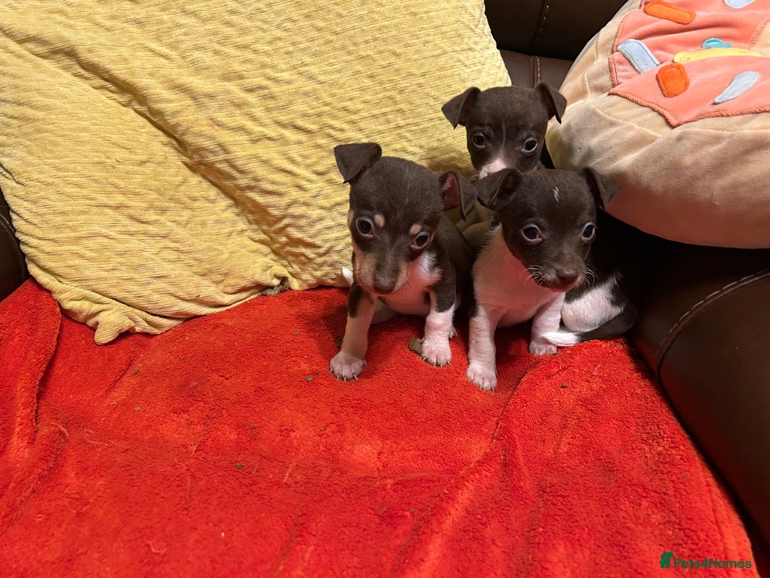 Jack Russell dogs for sale: Jack Russell puppies short legged  - Image 4