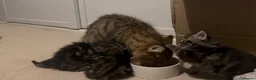 Maine Coon cats for sale: Maine Coon / Tabby Mix Kittens in March - Advert 14