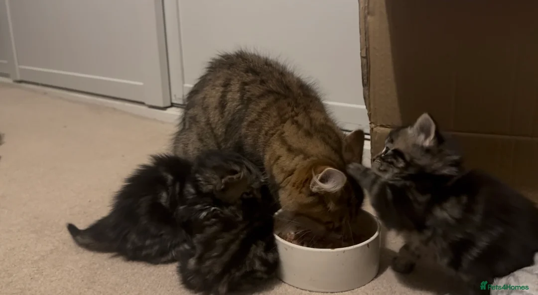 Maine Coon cats for sale: Maine Coon / Tabby Mix Kittens in March - Advert 14