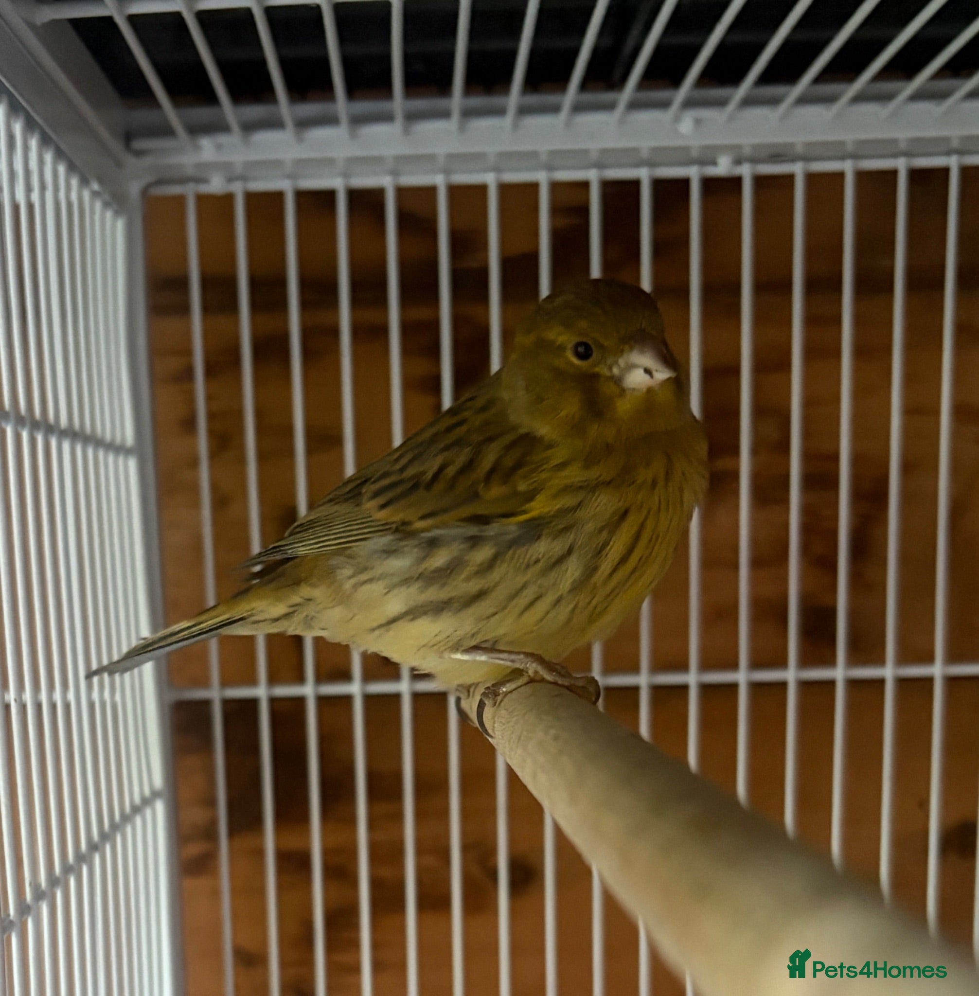 Canaries birds Green Fife Canary  - Advert 14