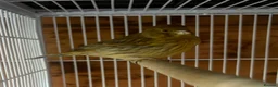 Canaries birds for sale: Green Fife Canary  - Advert 1