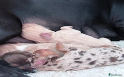 Mixed Breed dogs for sale: Adorable Daschund x spaniel pups  - Image 2