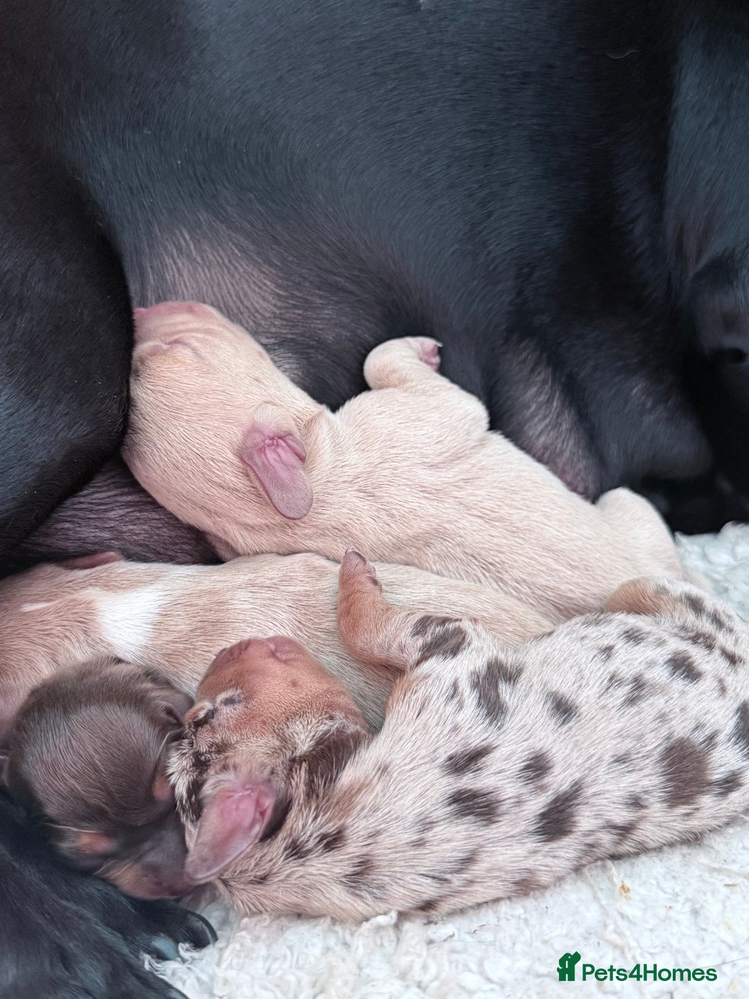 Mixed Breed dogs for sale: Adorable Daschund x spaniel pups  - Image 2