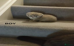 Scottish Fold cats for sale: 🐾 Adorable Scottish Kittens Seeking Loving Homes  - Image 7