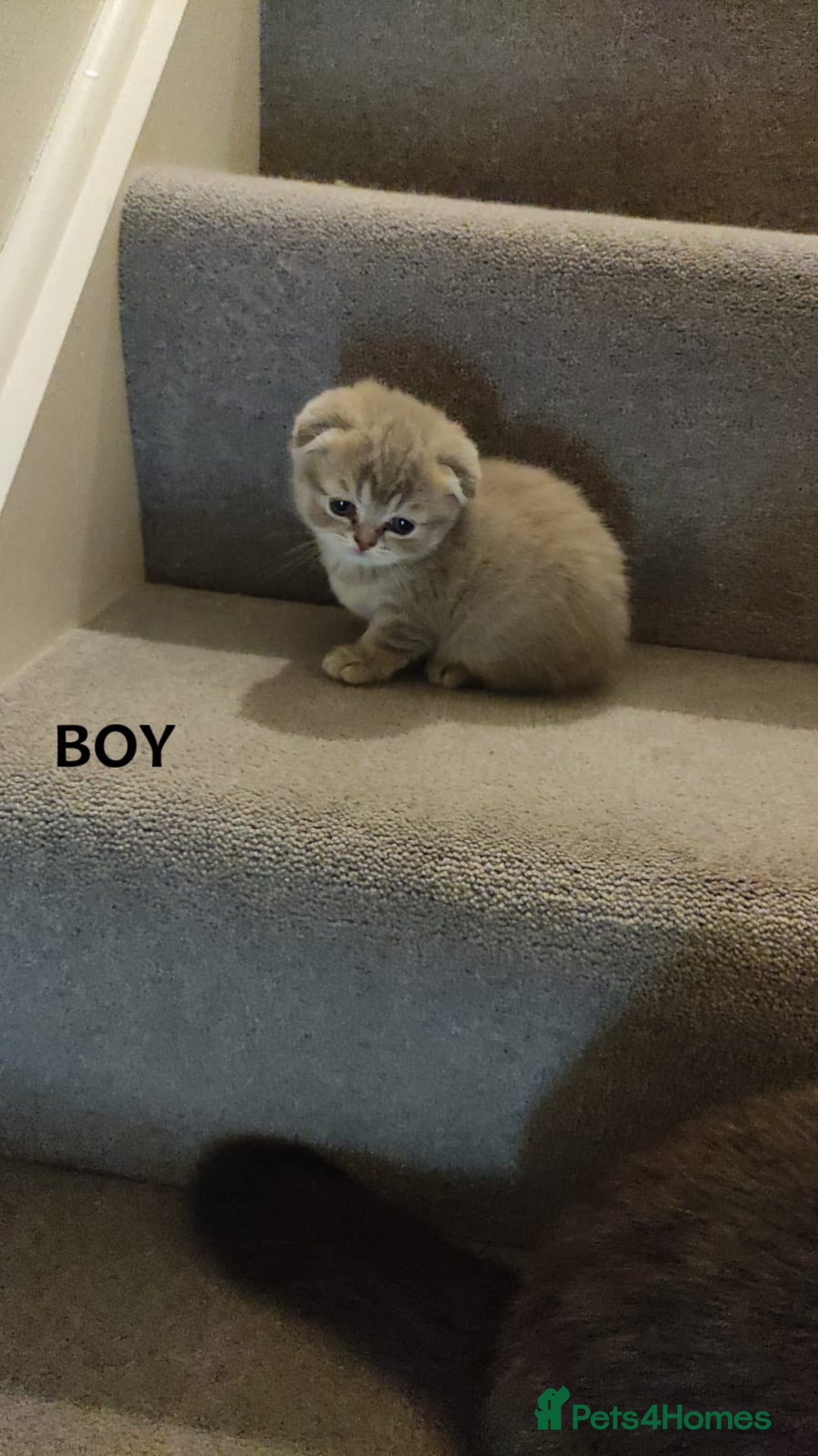 Scottish Fold cats for sale: 🐾 Adorable Scottish Kittens Seeking Loving Homes  - Image 7
