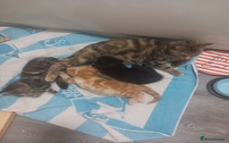 Mixed Breed cats for sale: 4 kittens for sale  - Image 12