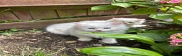Persian cats for sale: Persian kittens for sale - Advert 14