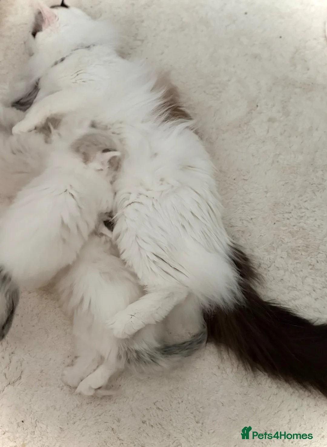 Ragdoll cats for sale: Stunning champion line Ragdoll kittens - Advert 2