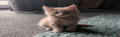 Maine Coon 1