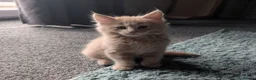 Maine Coon cats for sale: Male Maine Coon Ready for his forever home  - Advert 1