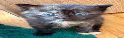 Ragdoll cats for sale: Absolute unique beauties Mink Ragdoll x BSH - Advert 5