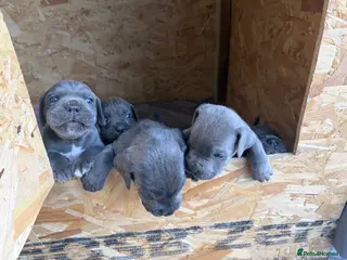 Cane Corso dogs Cane corso puppies for sale - Advert 2