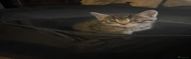 Darker Tabby 