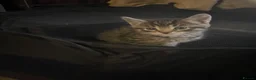 Mixed Breed cats for sale: 8 Beautiful Kittens for sale  - Advert 6